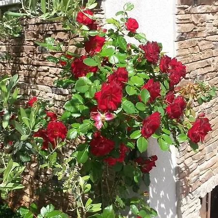 Holiday Vinka Vila Rogoznica (Sibenik-Knin)